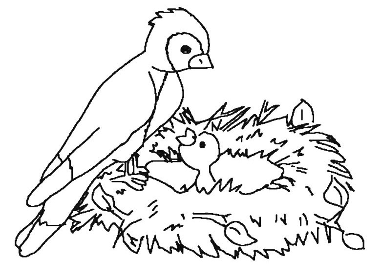 Coloring page: Birds (Animals) #12145 - Printable coloring pages