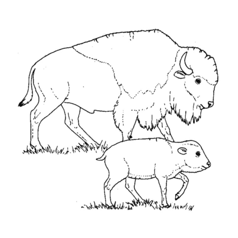 Coloring page: Bison (Animals) #1205 - Free Printable Coloring Pages