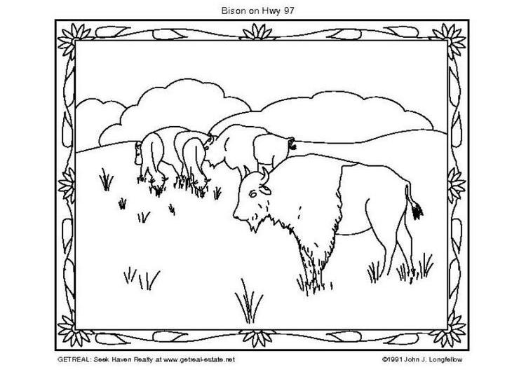 Coloring page: Bison (Animals) #1207 - Free Printable Coloring Pages