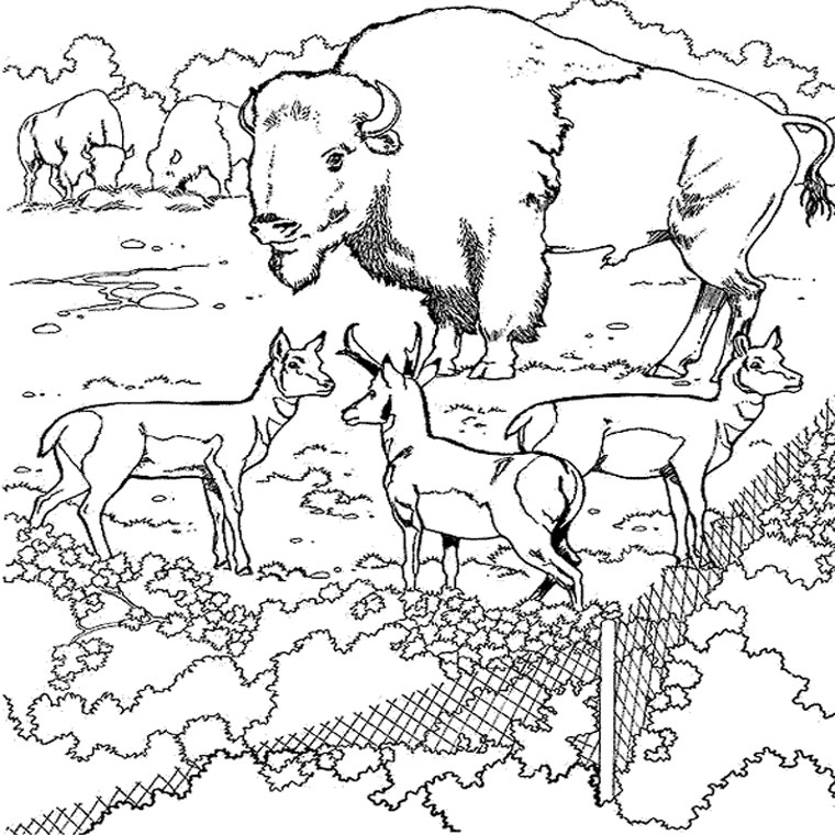 Coloring page: Bison (Animals) #1209 - Free Printable Coloring Pages