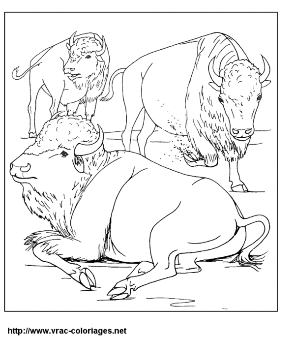 Coloring page: Bison (Animals) #1212 - Free Printable Coloring Pages
