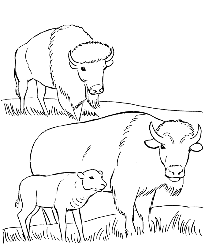 Coloring page: Bison (Animals) #1234 - Free Printable Coloring Pages