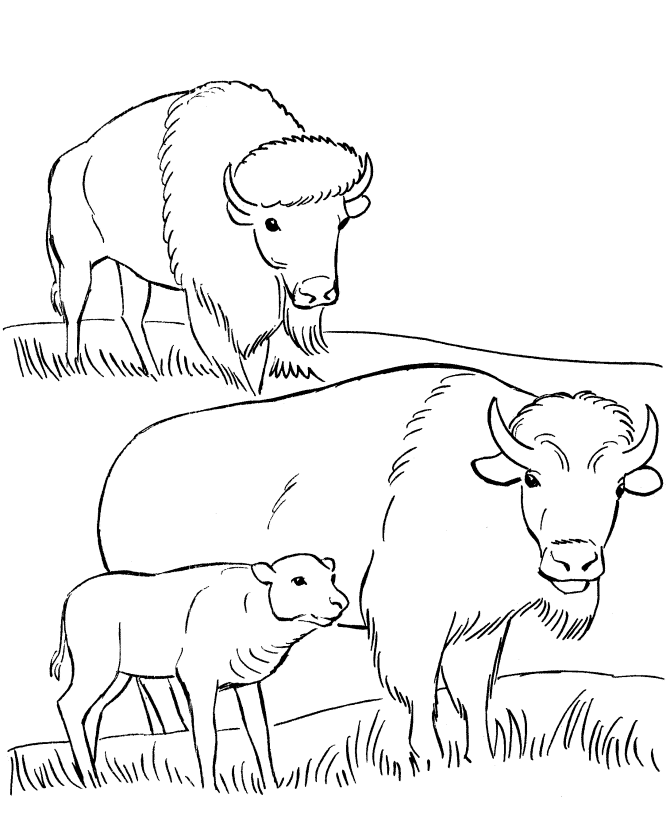 Free printable Bison (Buffalo) coloring page #1234 from Animals collection