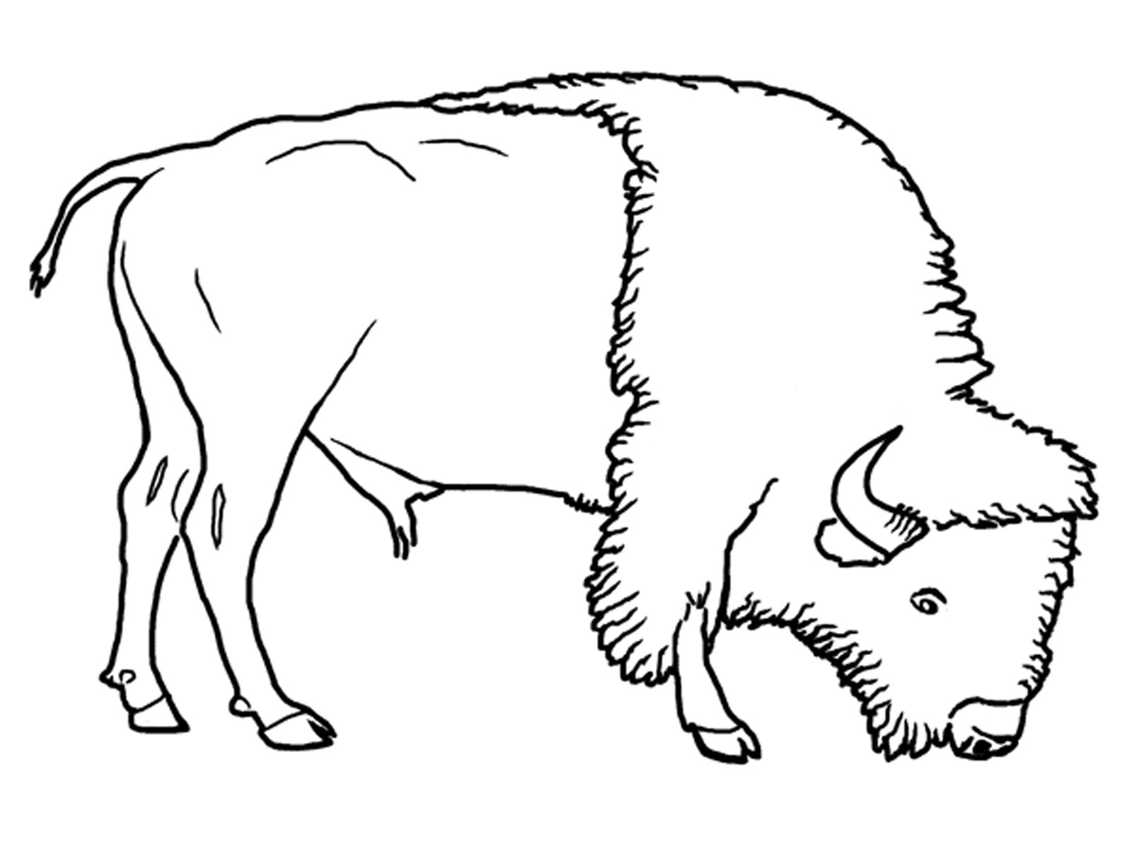Free printable Bison (Buffalo) coloring page #1282 from Animals collection