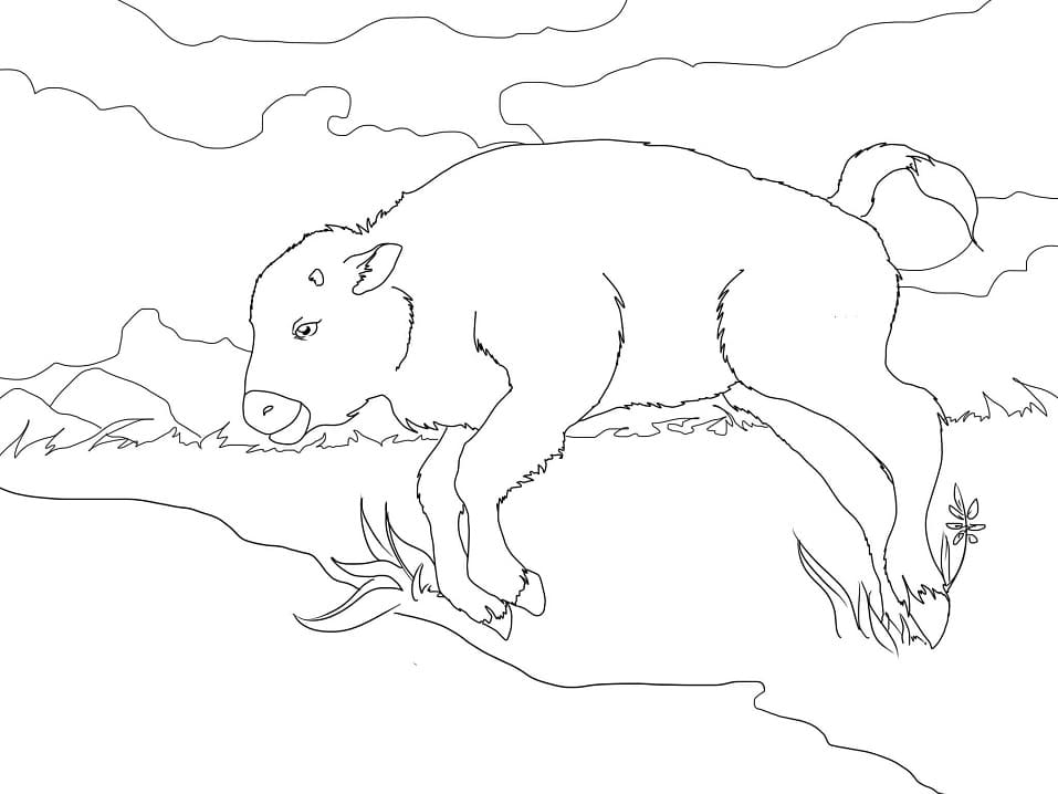Free printable Bison (Buffalo) coloring page #205519 from Animals collection