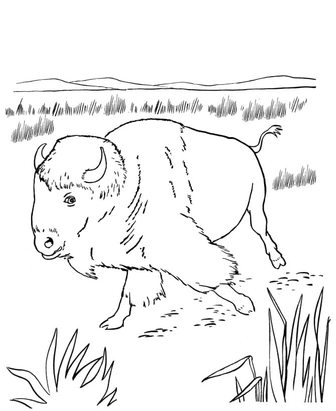 Free printable Bison (Buffalo) coloring page #205527 from Animals collection