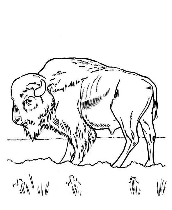Free printable Bison (Buffalo) coloring page #205532 from Animals collection