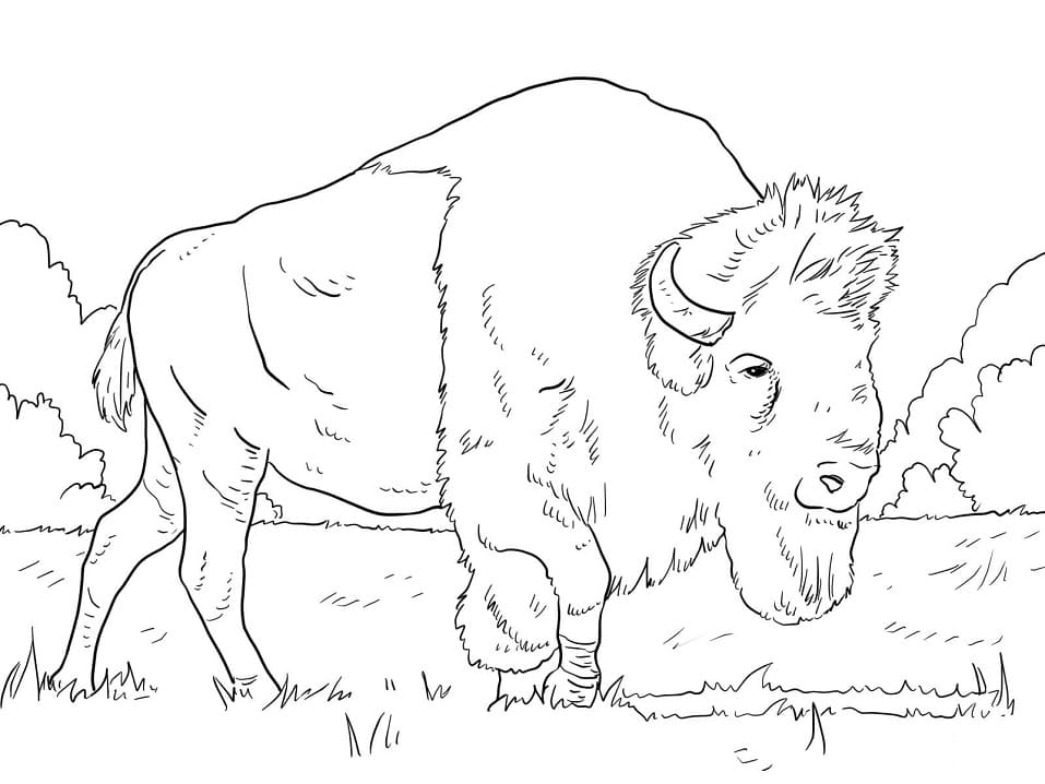 Free printable Bison (Buffalo) coloring page #205533 from Animals collection