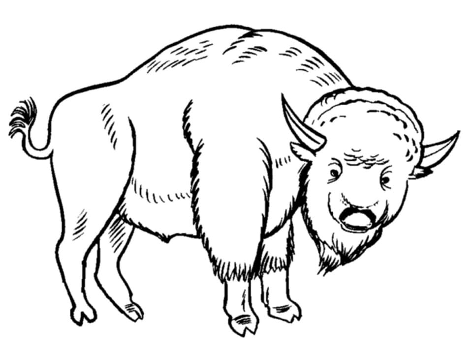 Free printable Bison (Buffalo) coloring page #205534 from Animals collection