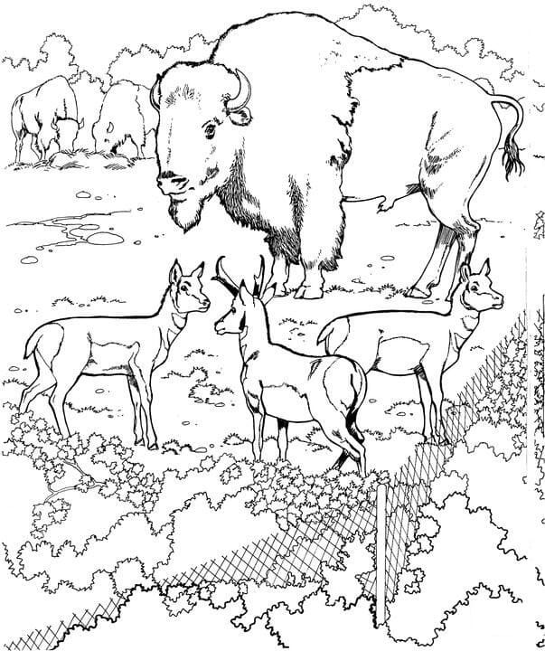 Free printable Bison (Buffalo) coloring page #205539 from Animals collection
