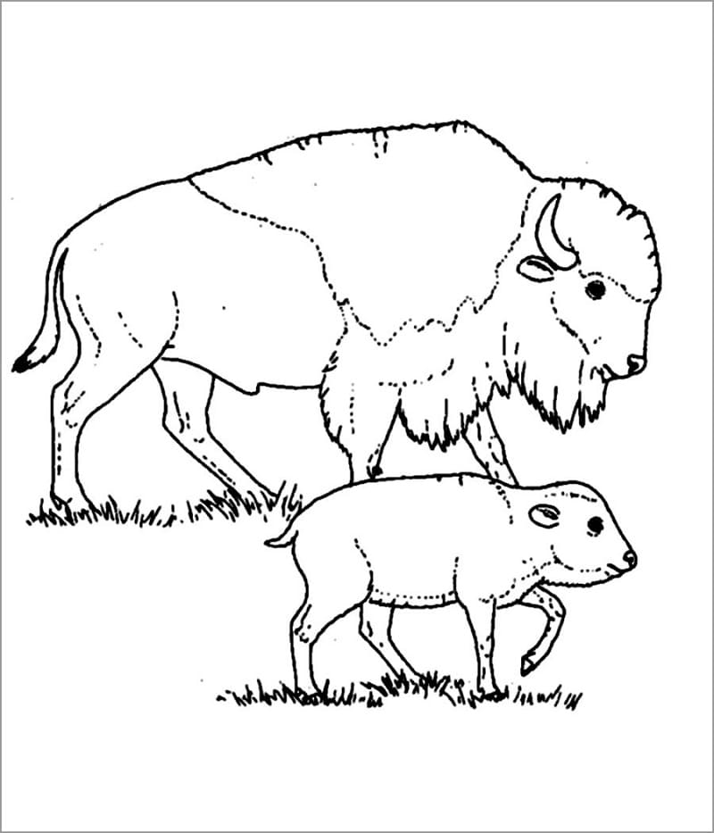 Free printable Bison (Buffalo) coloring page #205546 from Animals collection