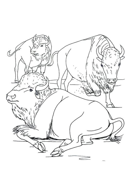 Free printable Bison (Buffalo) coloring page #205548 from Animals collection