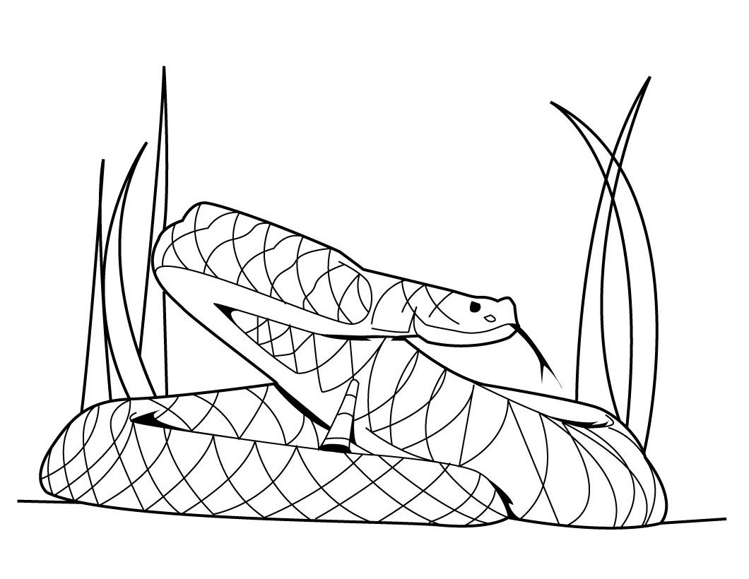 yellow boa constrictor coloring pages