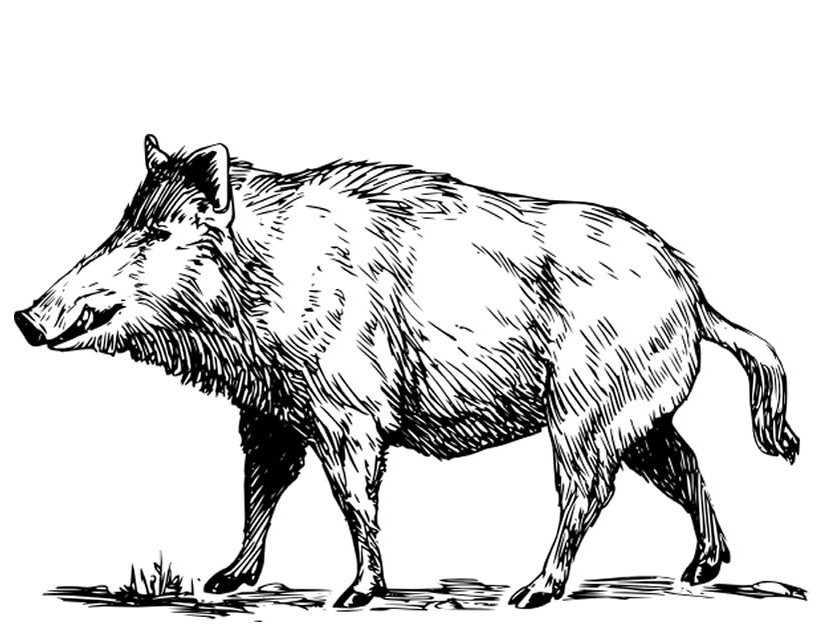 Coloring page: Boar (Animals) #14641 - Free Printable Coloring Pages