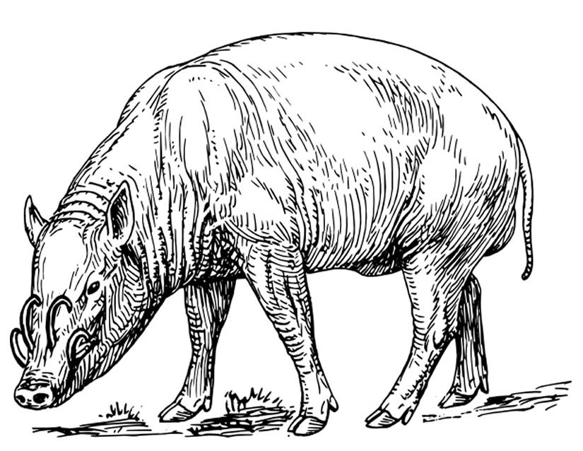 Coloring page: Boar (Animals) #14659 - Free Printable Coloring Pages
