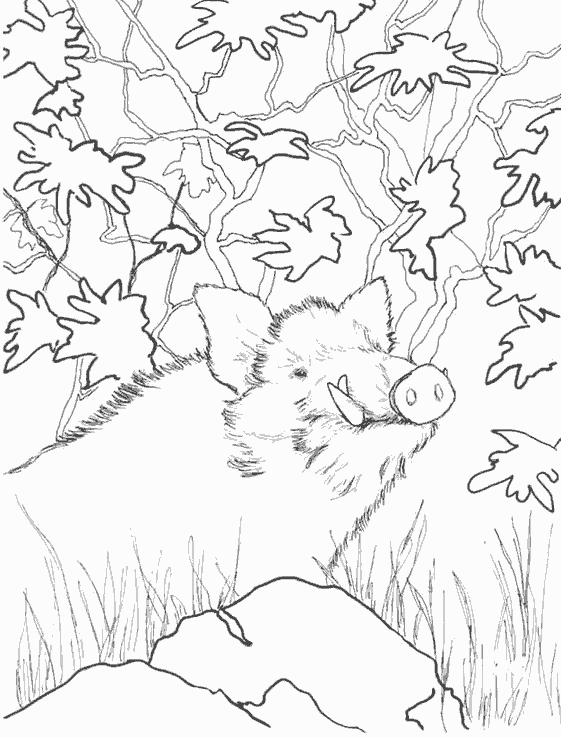 Coloring page: Boar (Animals) #14661 - Free Printable Coloring Pages