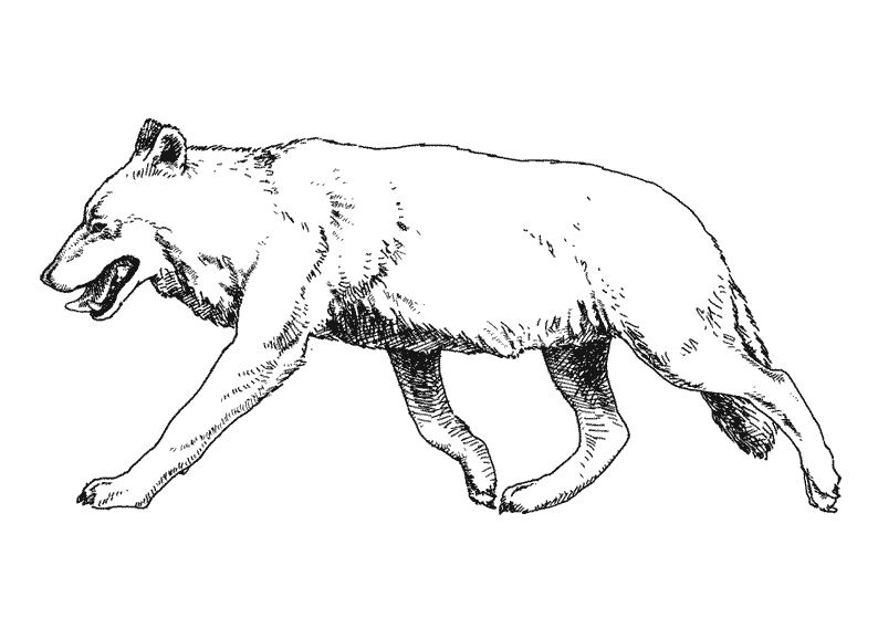 Coloring page: Boar (Animals) #14691 - Free Printable Coloring Pages