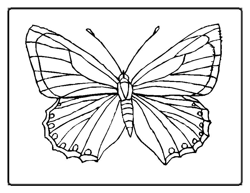 Coloring page: Butterfly (Animals) #15663 - Free Printable Coloring Pages