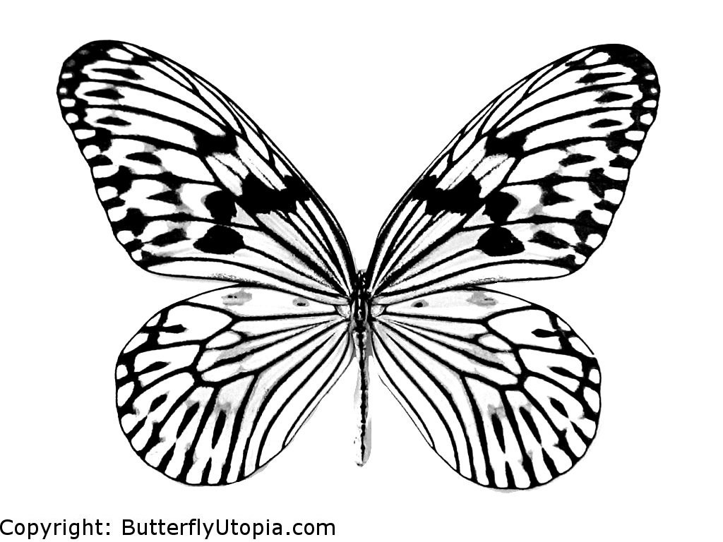 Coloring page: Butterfly (Animals) #15665 - Free Printable Coloring Pages