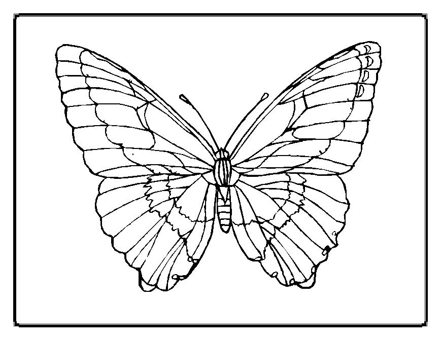 Coloring page: Butterfly (Animals) #15673 - Free Printable Coloring Pages