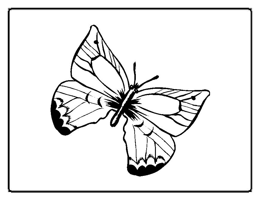 Coloring page: Butterfly (Animals) #15687 - Printable coloring pages