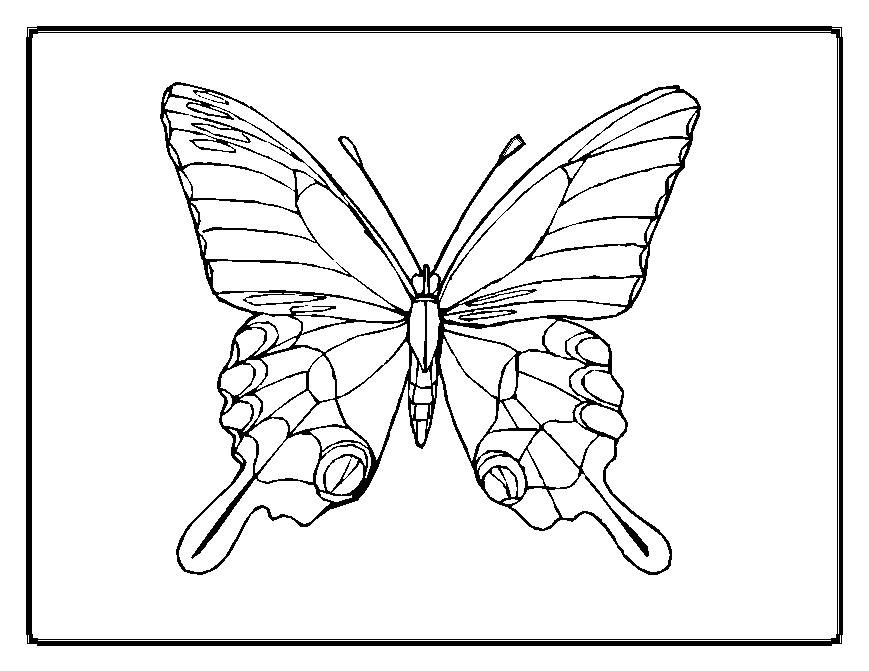 Coloring page: Butterfly (Animals) #15694 - Free Printable Coloring Pages