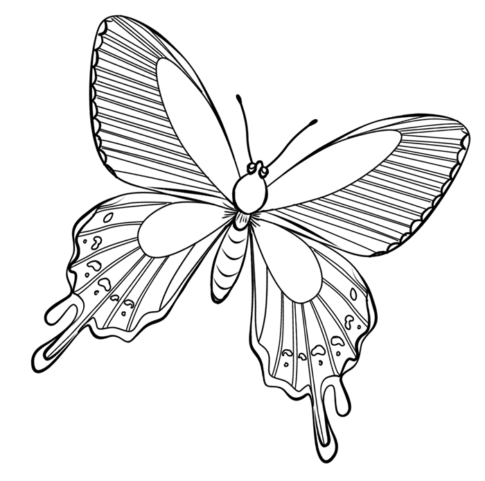 Coloring page: Butterfly (Animals) #15715 - Printable coloring pages