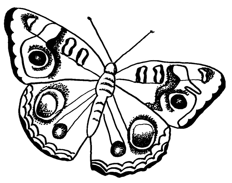 Coloring page: Butterfly (Animals) #15718 - Free Printable Coloring Pages