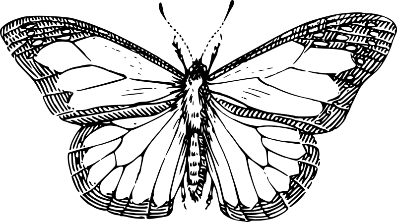 Coloring page: Butterfly (Animals) #15761 - Printable coloring pages