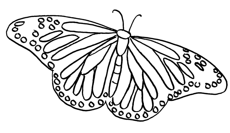 Coloring page: Butterfly (Animals) #15785 - Free Printable Coloring Pages