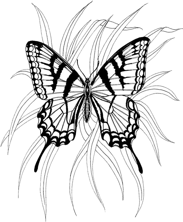 Coloring page: Butterfly (Animals) #15786 - Printable coloring pages