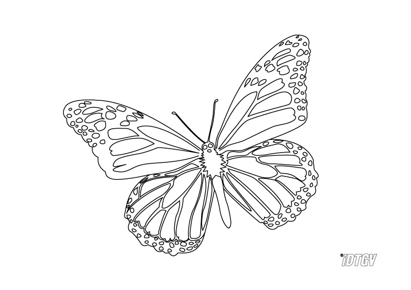 Coloring page: Butterfly (Animals) #15794 - Printable coloring pages
