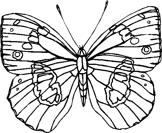 Coloring page: Butterfly (Animals) #15814 - Printable coloring pages