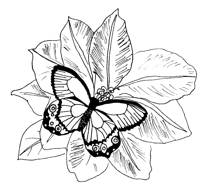 Coloring page: Butterfly (Animals) #15815 - Free Printable Coloring Pages