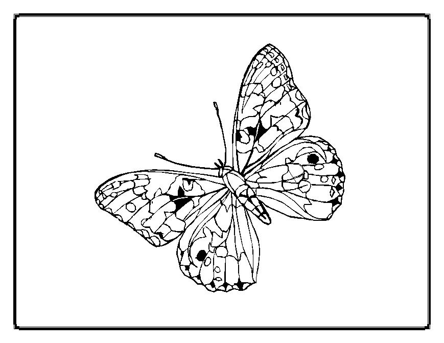 Coloring page: Butterfly (Animals) #15838 - Printable coloring pages