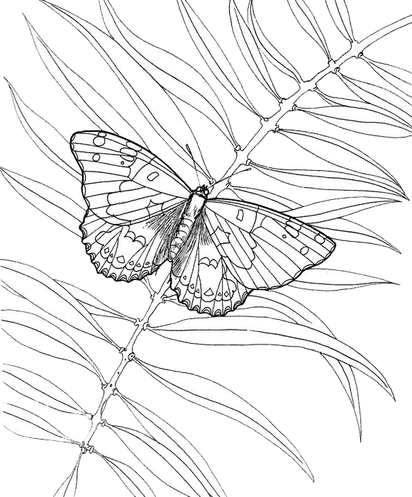 Coloring page: Butterfly (Animals) #15841 - Printable coloring pages