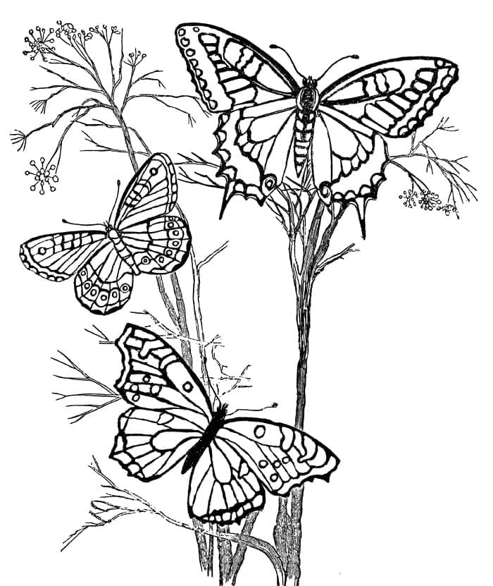 Free printable Butterfly coloring page #175115 from Animals collection