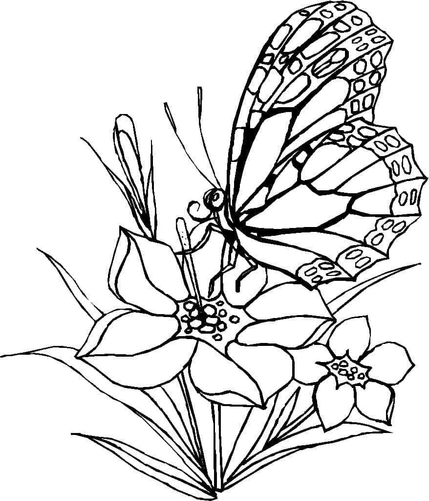 Free printable Butterfly coloring page #175120 from Animals collection