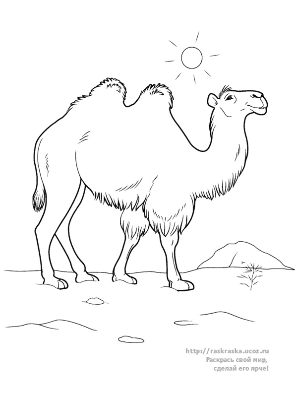 Coloring page: Camel (Animals) #1686 - Free Printable Coloring Pages