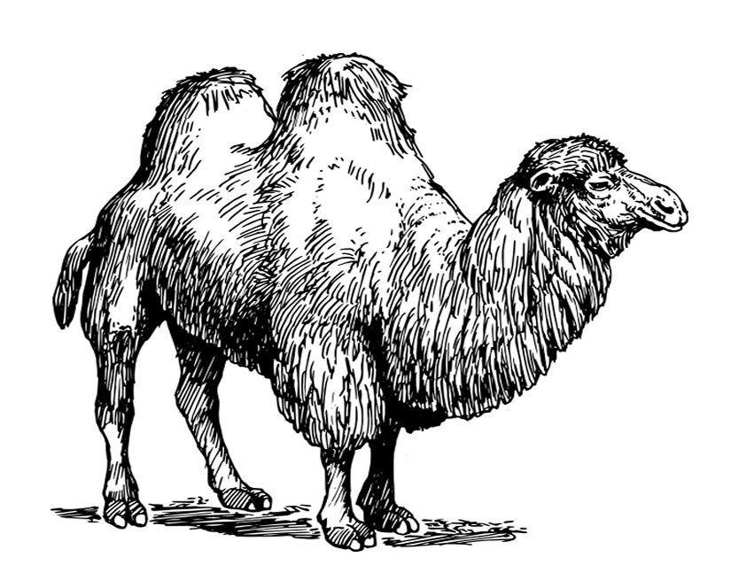 Coloring page: Camel (Animals) #1702 - Free Printable Coloring Pages