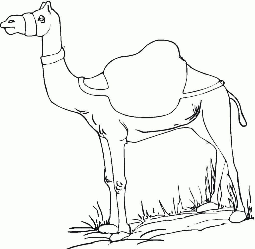 Free printable Camel coloring page #205470 from Animals collection