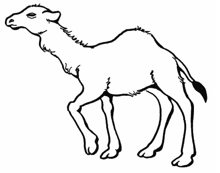 Free printable Camel coloring page #205482 from Animals collection