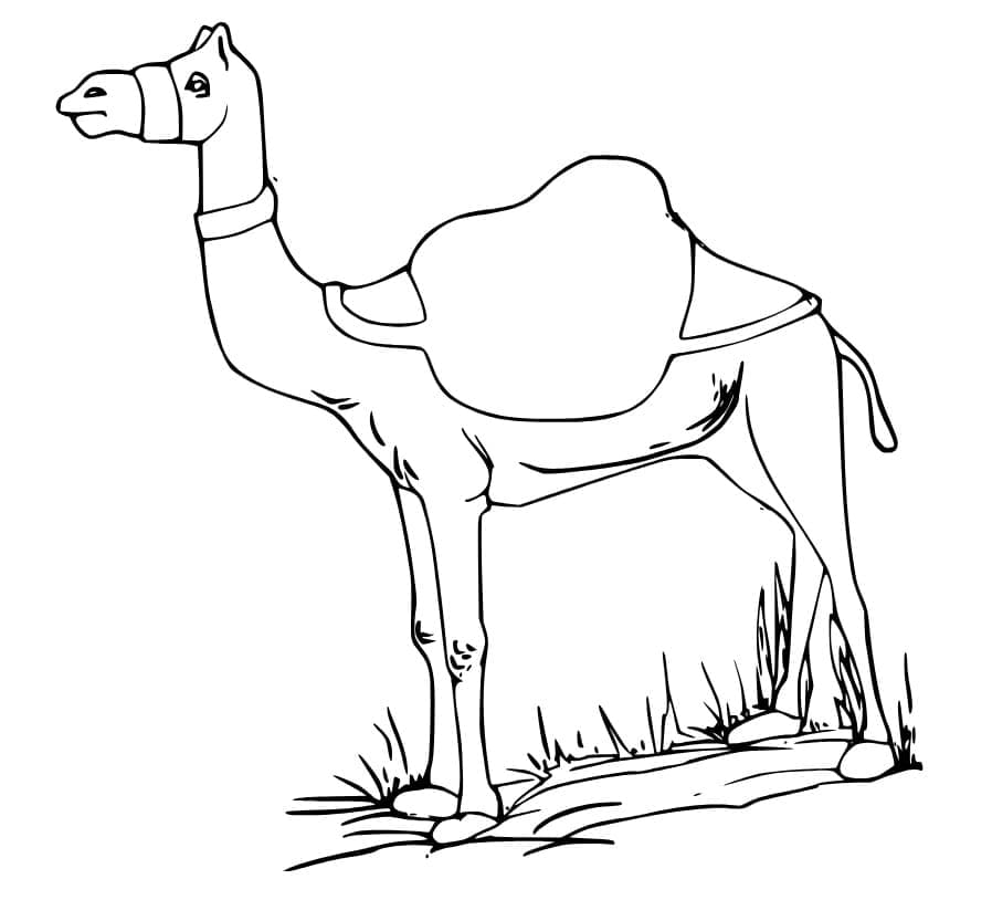 Free printable Camel coloring page #205493 from Animals collection