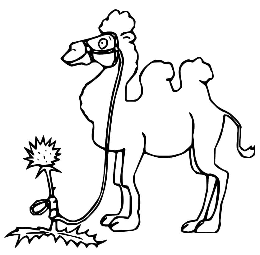 Free printable Camel coloring page #205498 from Animals collection Free printable Camel coloring page #205498 from Animals collection