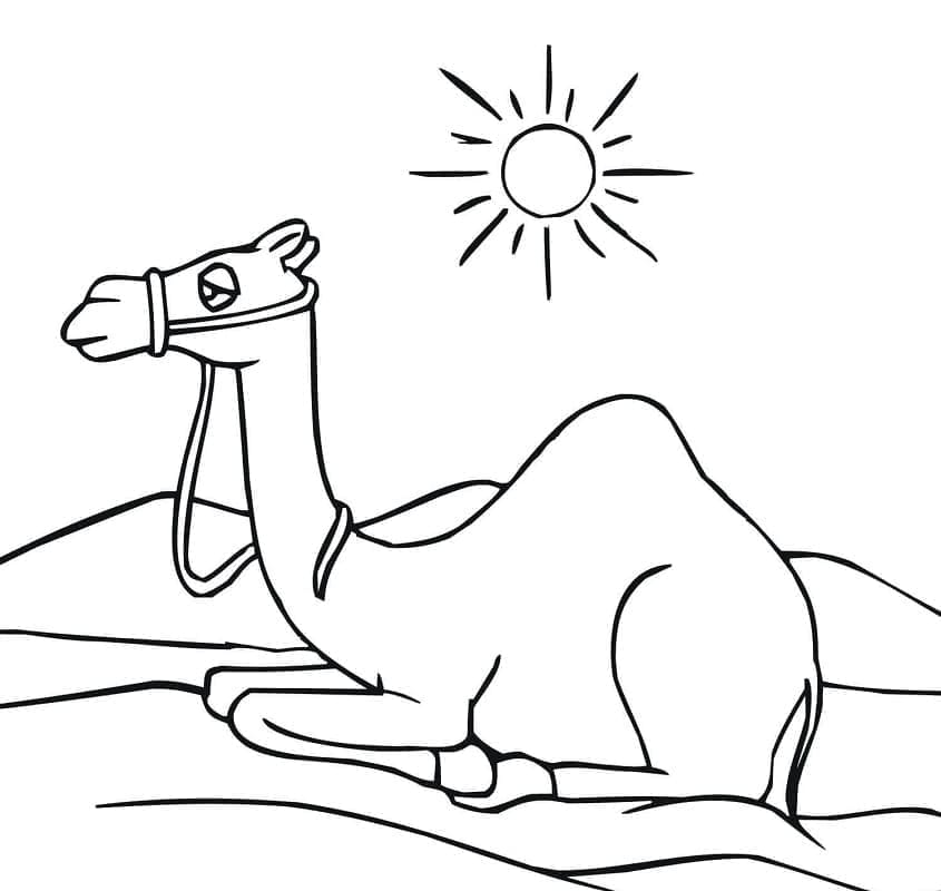 Free printable Camel coloring page #205499 from Animals collection
