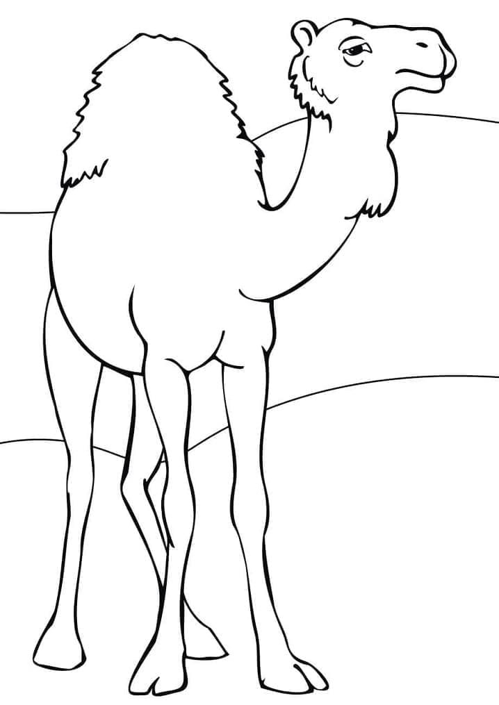 Free printable Camel coloring page #205509 from Animals collection