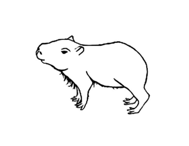 Free printable Capybara coloring page #207568 from Animals collection Free printable Capybara coloring page #207568 from Animals collection
