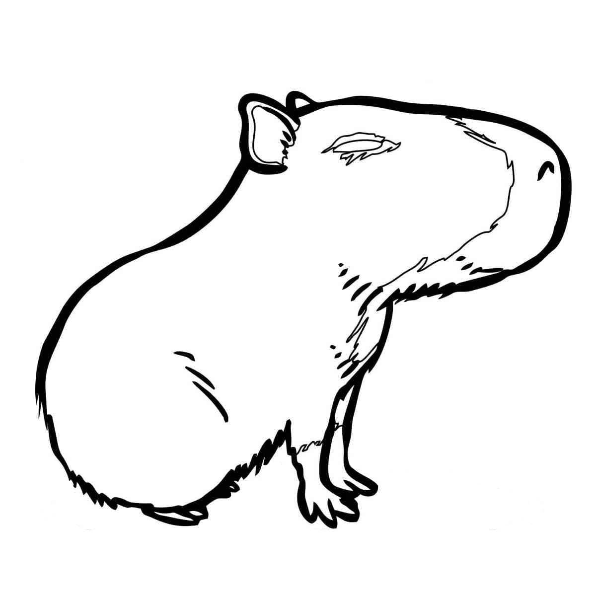 Free printable Capybara coloring page #207569 from Animals collection
