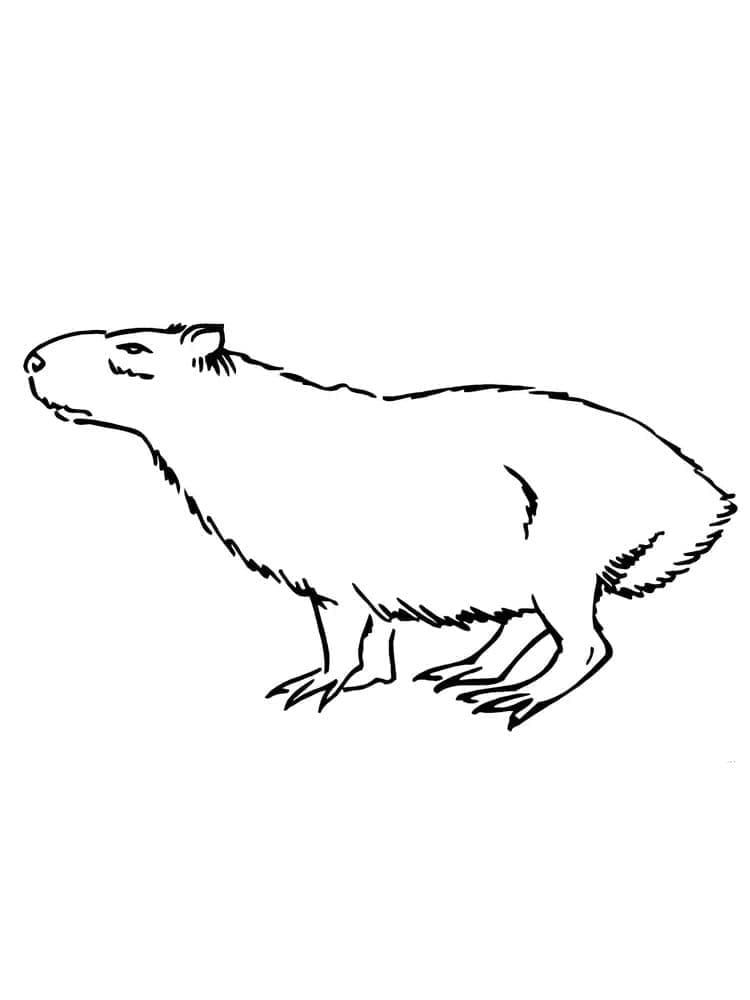 Free printable Capybara coloring page #207571 from Animals collection