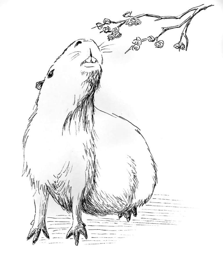 Free printable Capybara coloring page #207579 from Animals collection